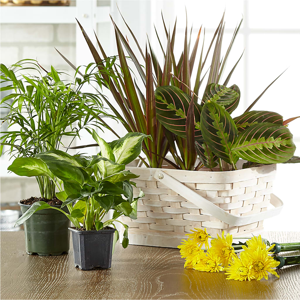 Florist Designed Blooming and Green Plants in a Basket – LOU GENTILE'S FLOWERS BASKET, Fresno CA