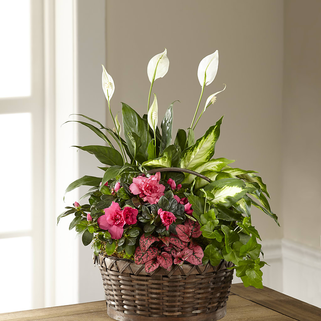 Dream in Pink Dishgarden – LOU GENTILE'S FLOWERS BASKET, Fresno CA