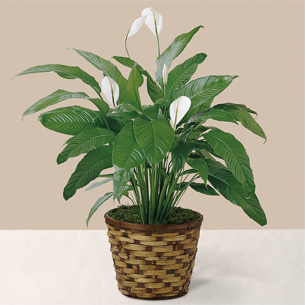 Tranquil Moments Peace Lily Plant – LOU GENTILE'S FLOWERS BASKET, Fresno CA