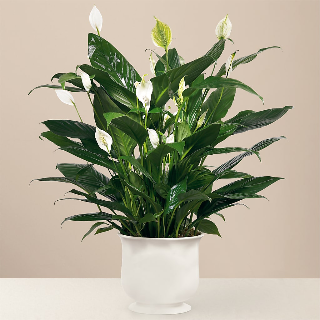 Comfort Planter – LOU GENTILE'S FLOWERS BASKET, Fresno CA
