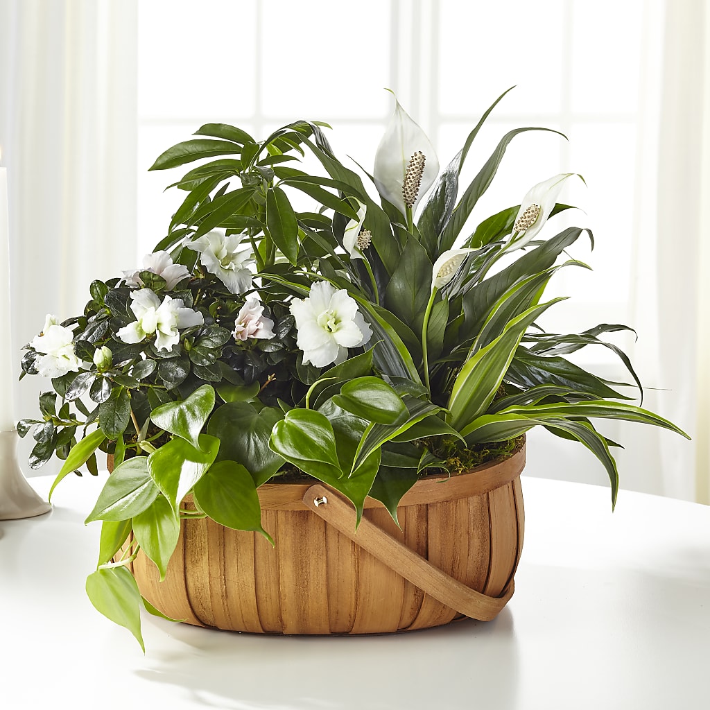 Serene Dishgarden – LOU GENTILE'S FLOWERS BASKET, Fresno CA
