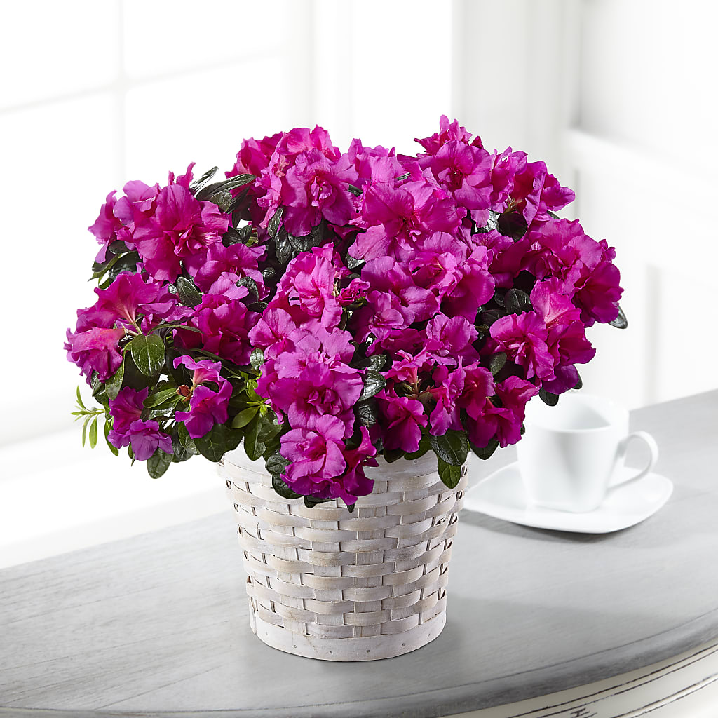 Hope & Serenity Azalea Plant – LOU GENTILE'S FLOWERS BASKET, Fresno CA