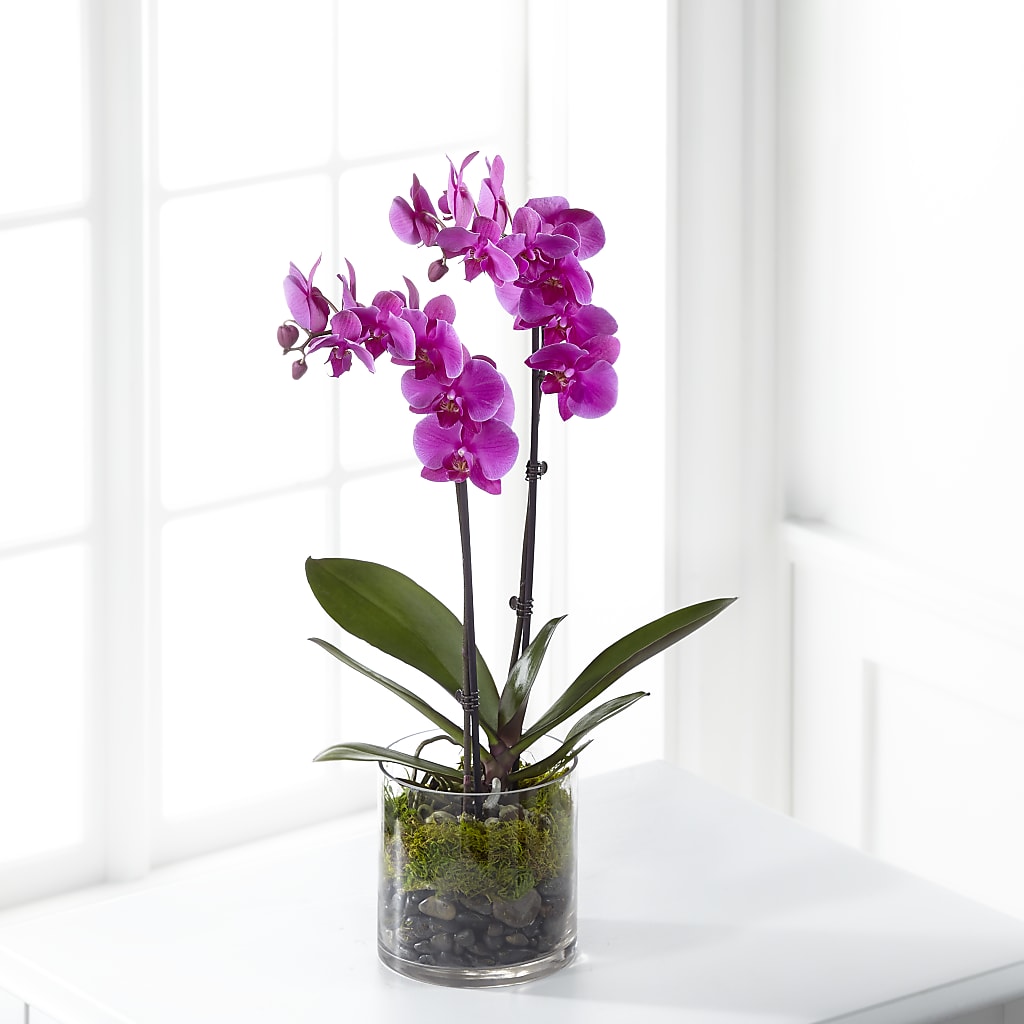 Pink Orchid Plant – LOU GENTILE'S FLOWERS BASKET, Fresno CA
