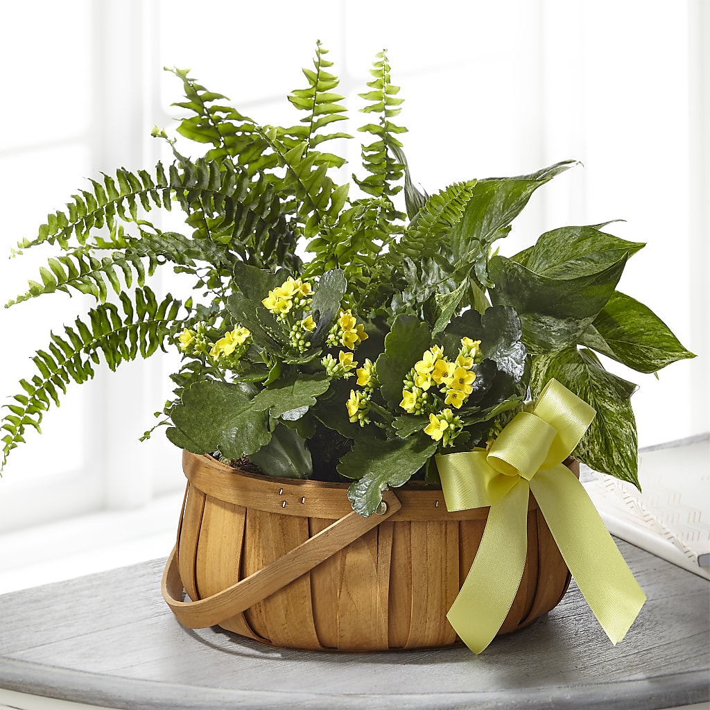 Always Dear Dishgarden – LOU GENTILE'S FLOWERS BASKET, Fresno CA