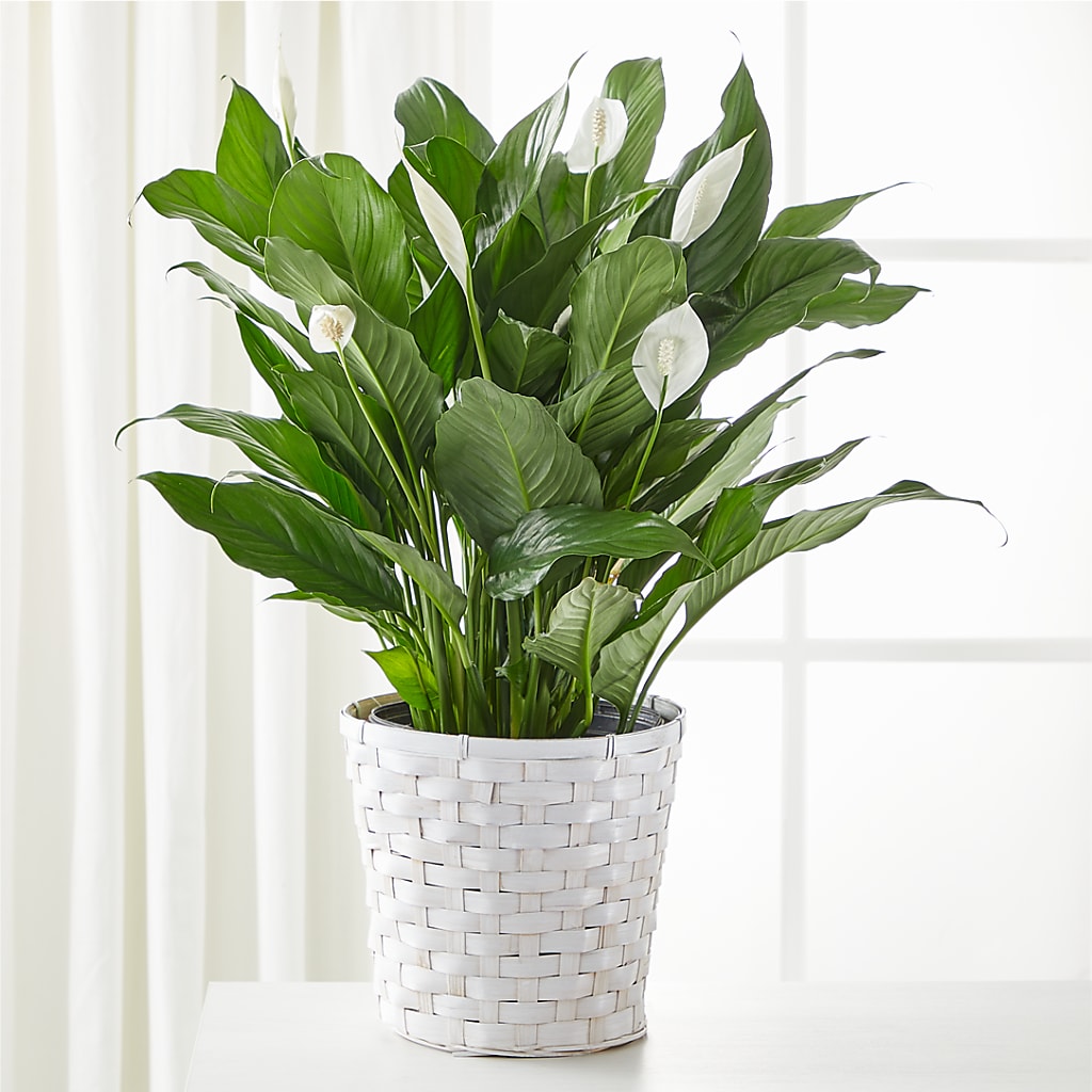 A New Leaf Peace Lily – LOU GENTILE'S FLOWERS BASKET, Fresno CA