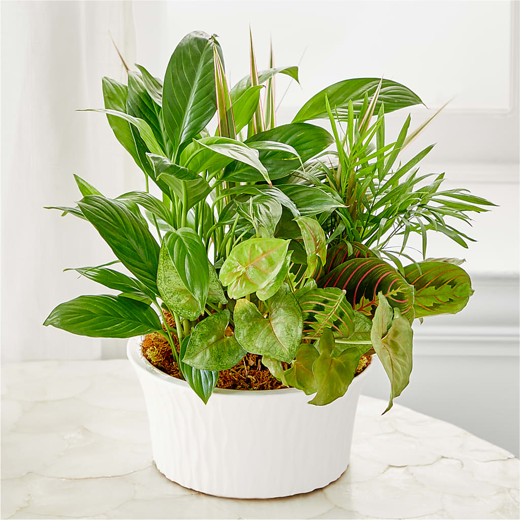 Balance & Harmony Dishgarden – LOU GENTILE'S FLOWERS BASKET, Fresno CA