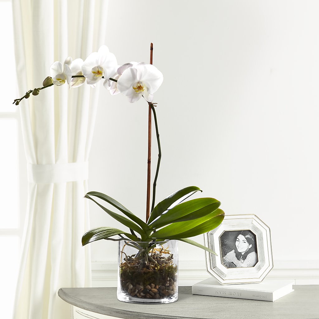 White Orchid Planter – LOU GENTILE'S FLOWERS BASKET, Fresno CA