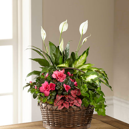 Dream in Pink Dishgarden – LOU GENTILE'S FLOWERS BASKET, Fresno CA