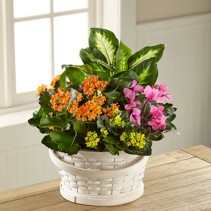 Color Crush Dishgarden – LOU GENTILE'S FLOWERS BASKET, Fresno CA