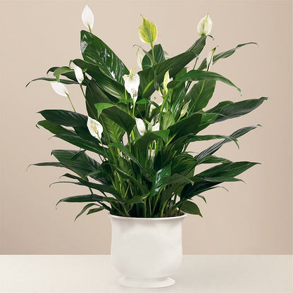 Comfort Planter – LOU GENTILE'S FLOWERS BASKET, Fresno CA