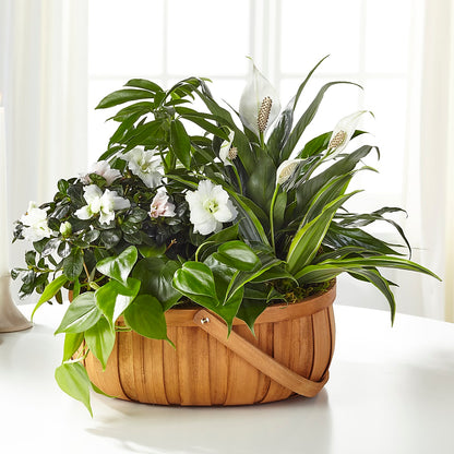 Serene Dishgarden – LOU GENTILE'S FLOWERS BASKET, Fresno CA