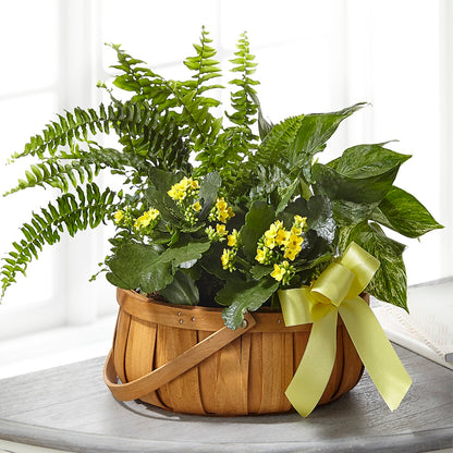 Always Dear Dishgarden – LOU GENTILE'S FLOWERS BASKET, Fresno CA