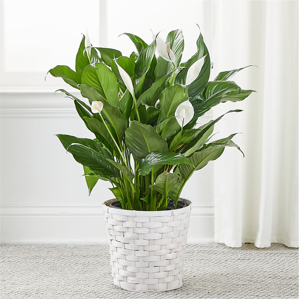 A New Leaf Peace Lily – LOU GENTILE'S FLOWERS BASKET, Fresno CA