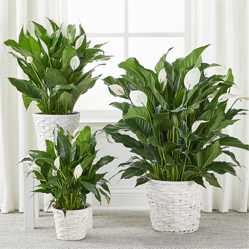 A New Leaf Peace Lily – LOU GENTILE'S FLOWERS BASKET, Fresno CA
