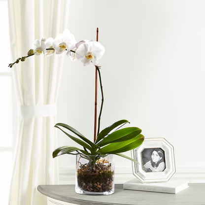 White Orchid Planter – LOU GENTILE'S FLOWERS BASKET, Fresno CA